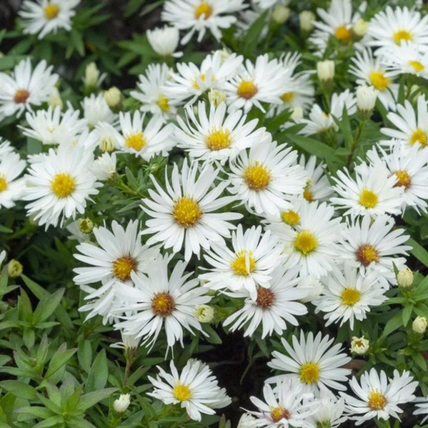 Астра кустарниковая Кристина / Саженцы многолетней астры купить на OZON ...