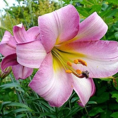 Лилия трубчатая Пинк Перфекшн луковица 18/20, 2 шт. - купить с доставкой в Екате