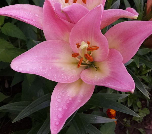 Луковицы Лилии купить по выгодной цене в интернет-магазине OZON ...