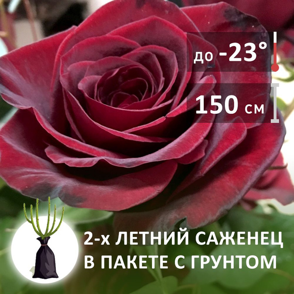 Саженцы роз Черная магия - купить с доставкой по выгодным ценам в ...