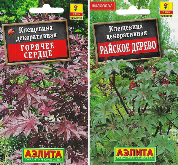 Клещевины Аэлита Цветы Аэлита_разноцветный - купить по выгодным ценам в ...