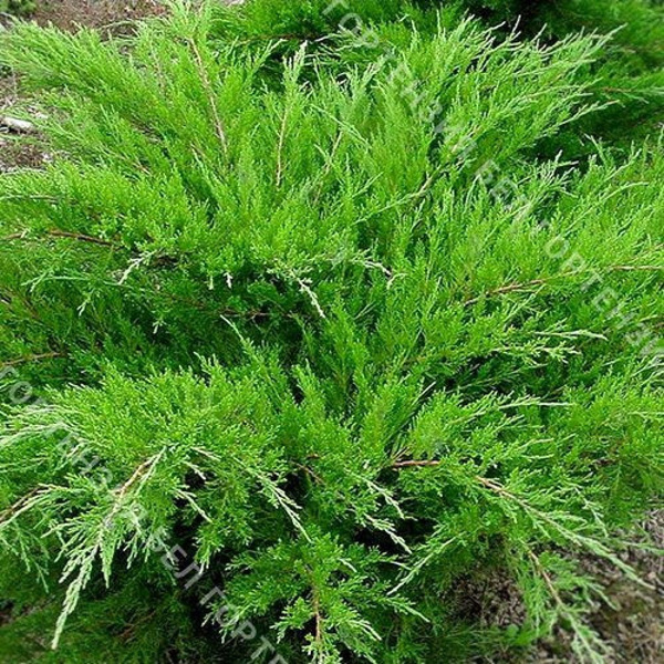 Можжевельник средний Вильгельм Пфитцер купить на OZON по низкой цене ...