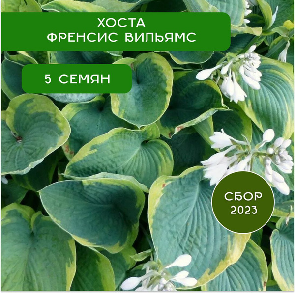 Хосты Пальмы - купить по выгодным ценам в интернет-магазине OZON ...