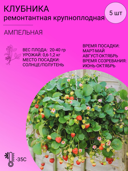 Клубника Клубника ремонтантная 5 шт - купить по выгодным ценам в ...