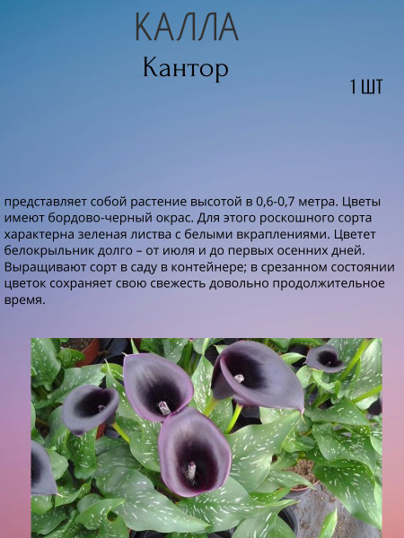 Калла Калла 1шт - купить по выгодным ценам в интернет-магазине OZON ...