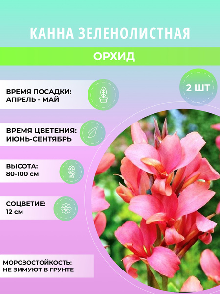 Вопросы и ответы о Канны садовые, многолетние клубнелуковичные цветы ...