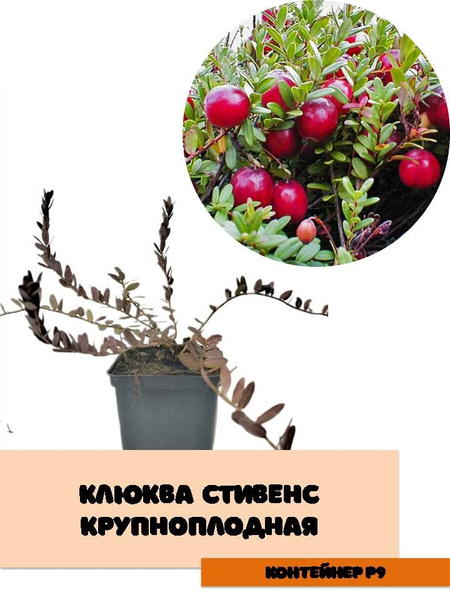 Клюква крупноплодная Стивенс - купить с доставкой по выгодным ценам в ...