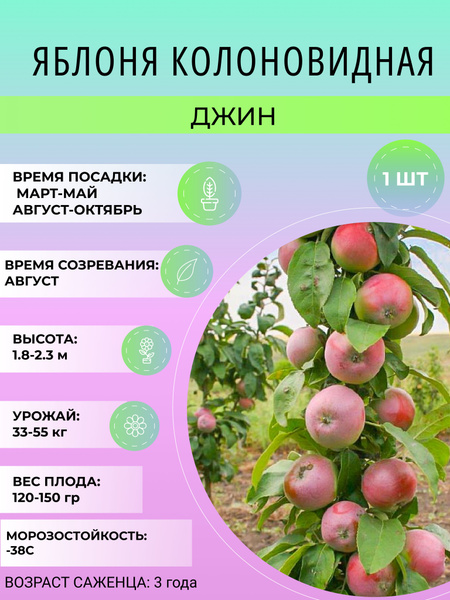 Сорт яблони Джин Описание особенностей