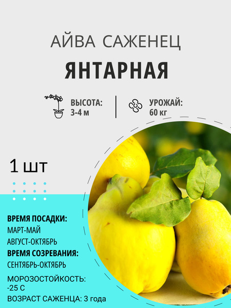 Айва айва - купить по выгодным ценам в интернет-магазине OZON (1529415681)