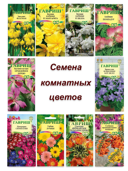 Бегонии комнатные, Гербера Гавриш семена комнатных цветов_10 - купить ...