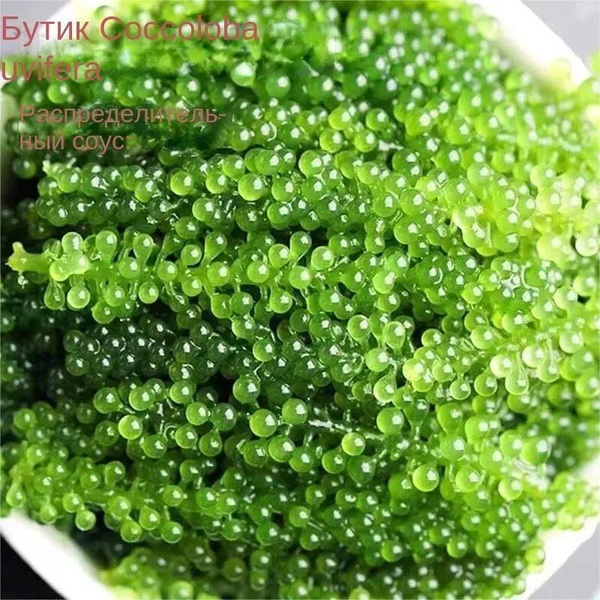 морской виноград 300g - купить с доставкой по выгодным ценам в интернет ...