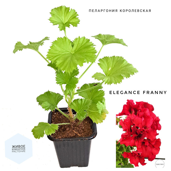 Пеларгония, Герань Elegance Franny , 1 шт - купить по выгодной цене в ...