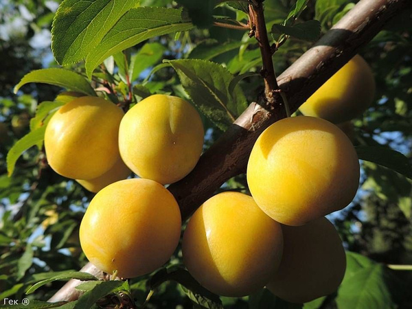 Слива русская (Алыча) Гек - купить с доставкой по выгодным ценам в ...
