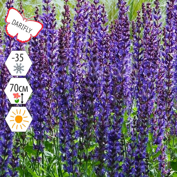 Шалфей дубравный Майнахт (Salvia nemorosa Mainacht), многолетник ...