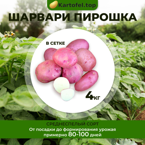 Картофель Kartofel.top Суперэлита - купить по выгодным ценам в интернет ...