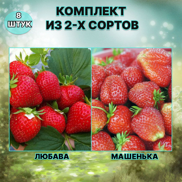Клубника Шебекинский район машенька-любава_8 - купить по выгодным ценам ...