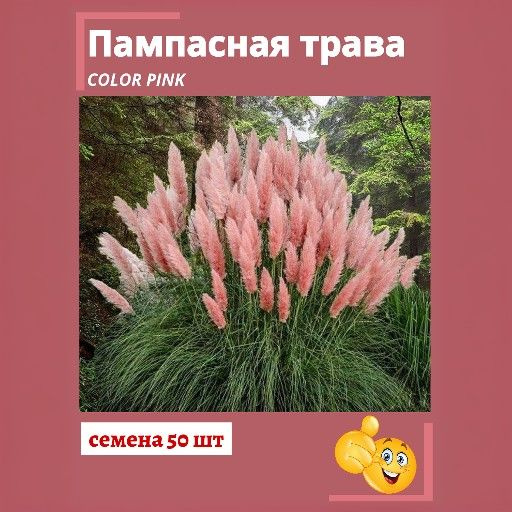 Кортадерия SVN store Кортадерия - купить по выгодным ценам в интернет ...
