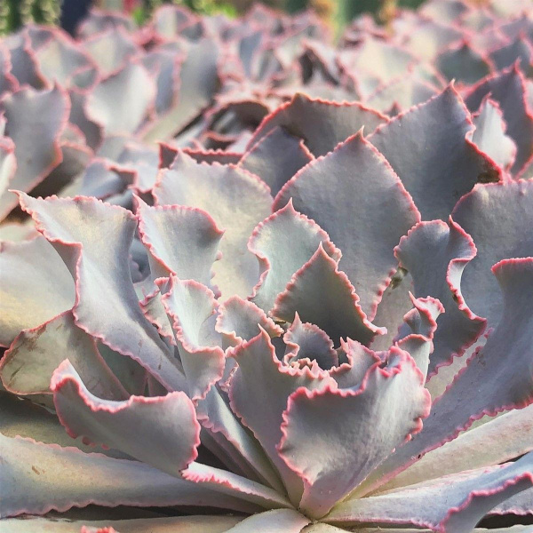 Эхеверия Exotica Echeveria Shav Pink Frills, 5 дм, 1 шт - купить по ...