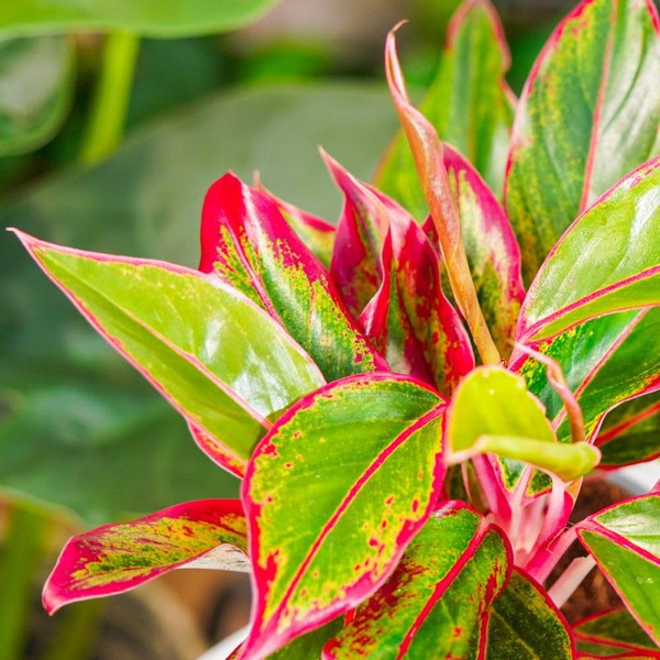 Аглаонема Exotica Aglaonema Crete, 12 дм, 1 шт - купить по выгодной ...