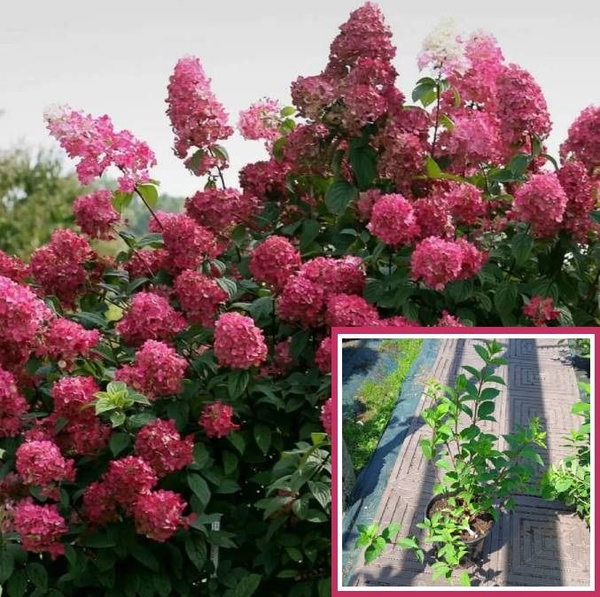 Гортензия метельчатая Вимс Ред (ЗКС горшок 2л. h30-40см.) - купить с ...