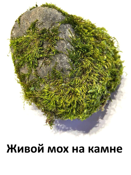 Живой мох на камне для флорариума , террариума и творчества - купить с ...