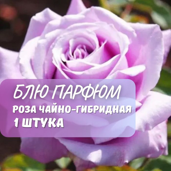 Роза чайно-гибридная Блю Парфюм / саженец розы - купить с доставкой по ...