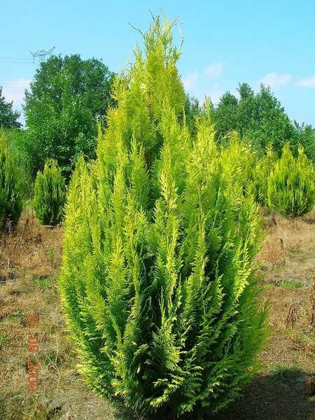 Кипарисовик Лавсона Ивонне - купить с доставкой по выгодным ценам в ...