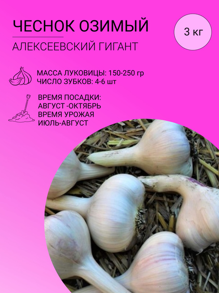 Чеснок Чеснок 3 кг - купить по выгодным ценам в интернет-магазине OZON ...