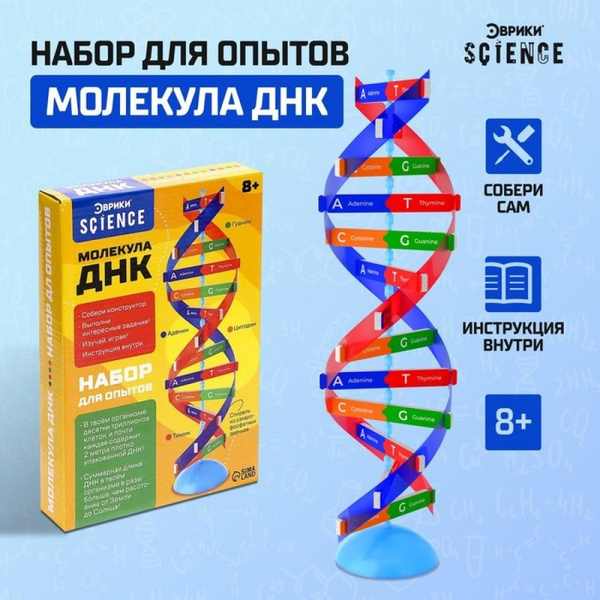 Набор для опытов Молекула ДНК - купить с доставкой по выгодным ценам в ...