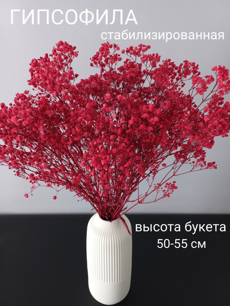Гипсофила стабилизированная 55см, сухоцветы для декора купить на OZON ...
