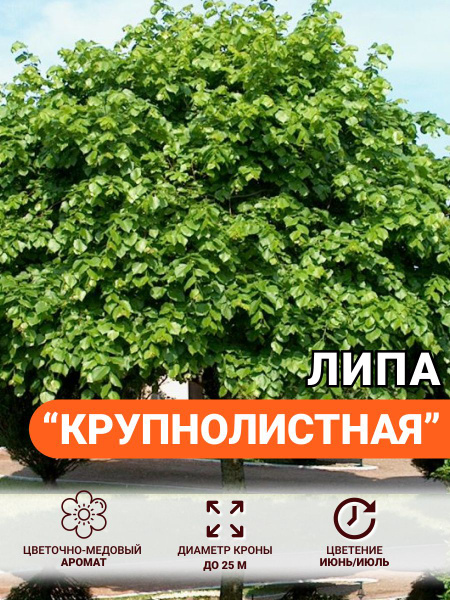 Липа саженец Крупнолистная купить на OZON по низкой цене (1717993461)