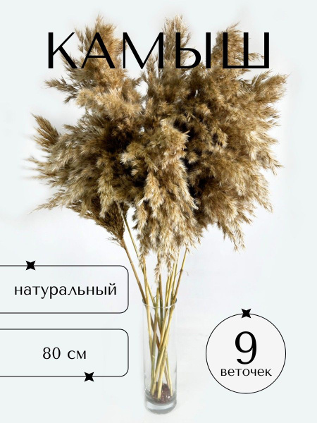 Камыш сухоцвет декоративный натуральный сухой для декора - 9 веток ...