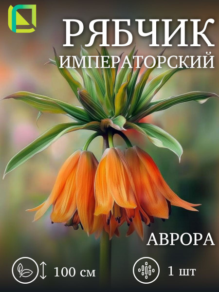 Рябчик императорский Аврора 1 шт, луковицы многолетних цветов купить на ...