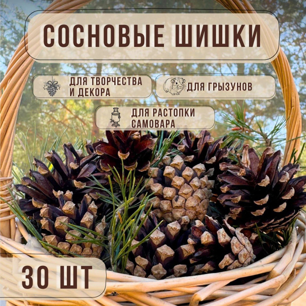 Сосновые шишки, для творчества, самовара, грызунов 30 шт, для поделок ...