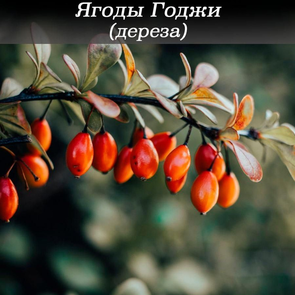 Ягоды Годжи (Lycium barbarum New Big) Нью Биг саженец купить на OZON по ...