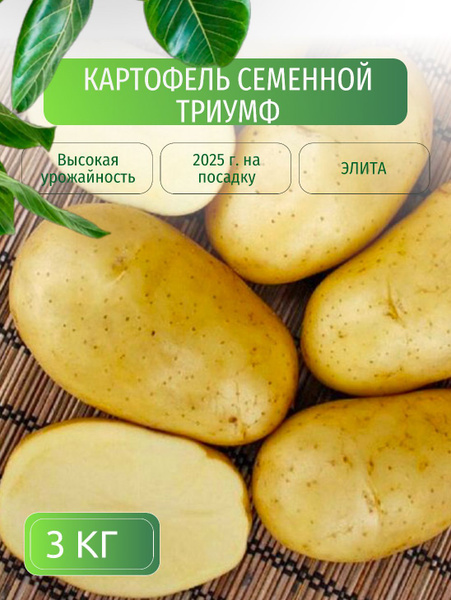 Картофель семенной клубни для посадки 3 кг купить на OZON по низкой ...