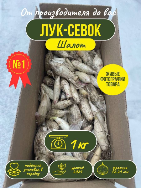 Лук севок на посадку весной Шалот 1кг купить на OZON по низкой цене ...