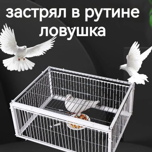 Клетка-ловушка для голубей 90X40X26CM купить на OZON по низкой цене ...