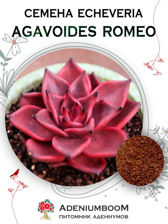 Семена Эхеверия Агавовидная Ромео (5 шт.) / Echeveria Agavoides Romeo