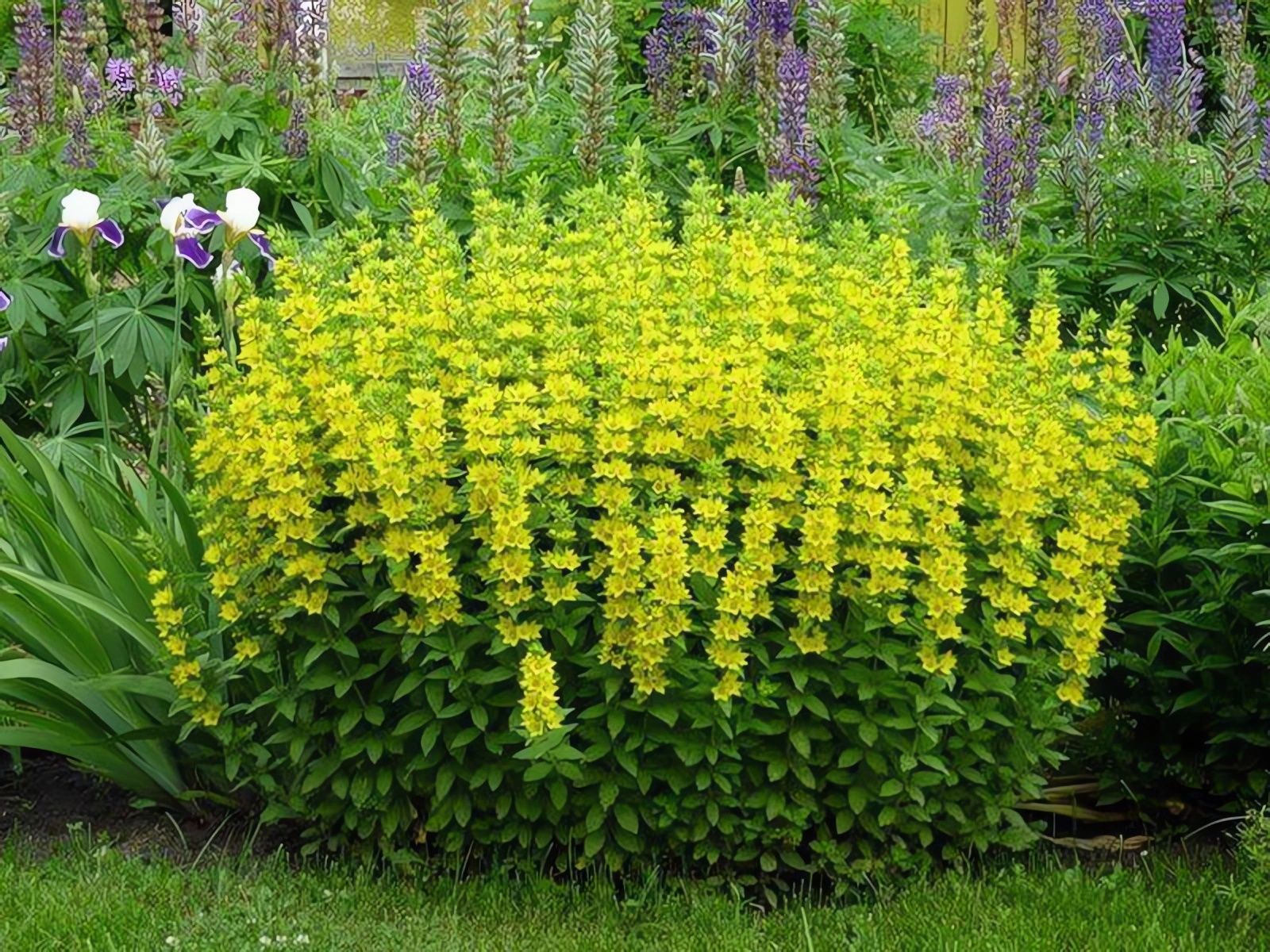 Вербейник виды и сорта. Вербейник Lysimachia punctata. Вербейник Лизимахия. Вербейник точечный (Lysimachia punctata). Вербейник прямостоячий.