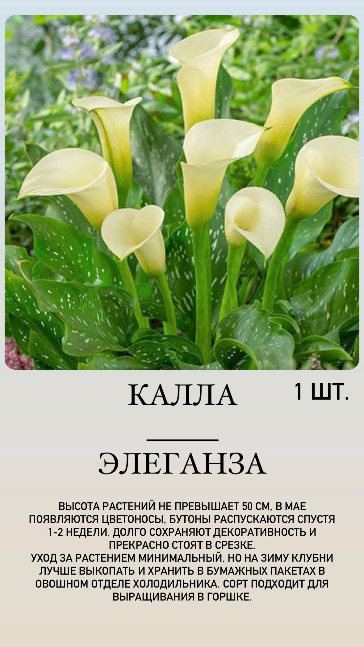 Купить Луковицы Каллы В Интернет Магазине Недорого