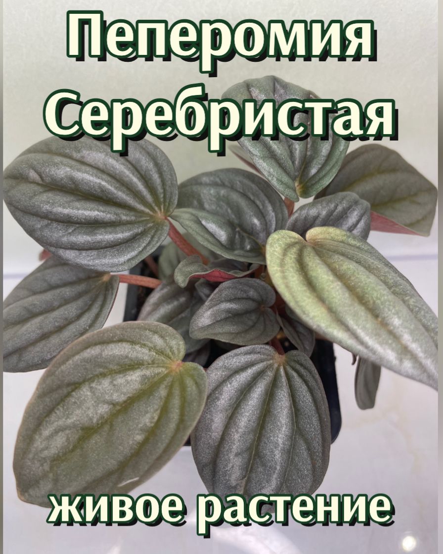 Пеперомия серебристая, живое растение в горшке