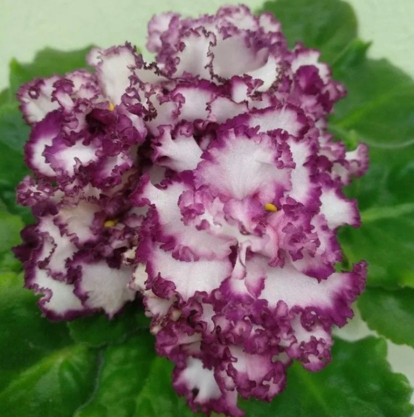 Фиалка ав розы. Фиалка ав лавандовые розы. Фиалка ав розы. Фиалка ав джоли. Фиалка ав розы.