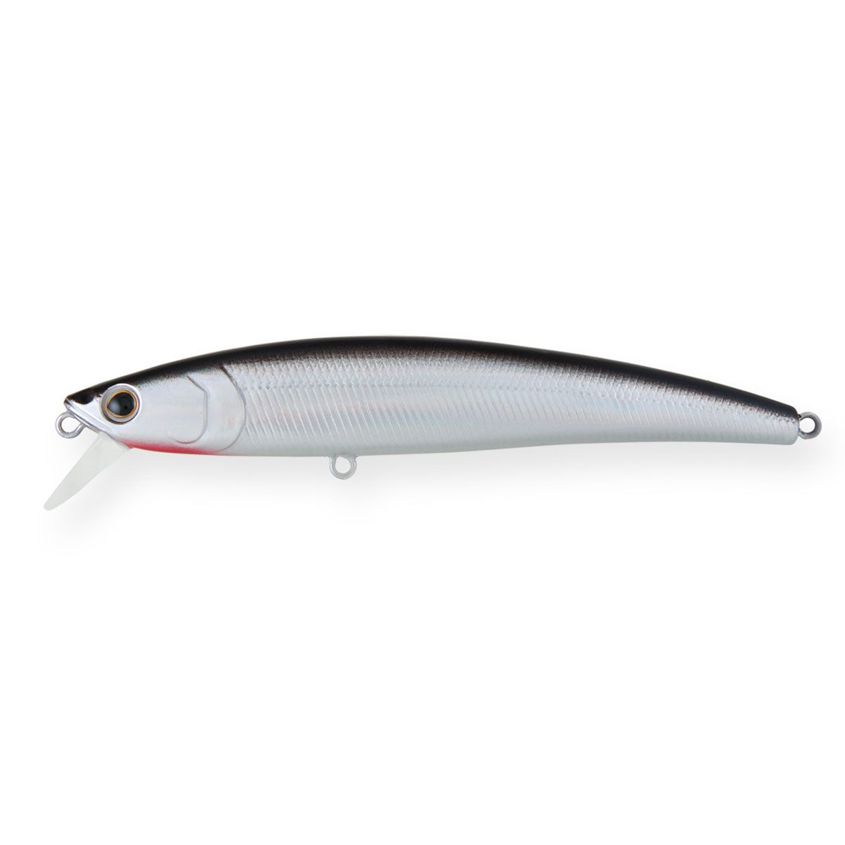 Arc minnow. Arc minnow