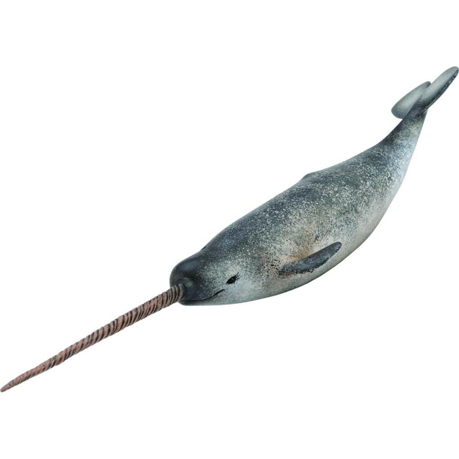 Algorithm reveals the mysterious foraging habits of narwhals - University of Cop