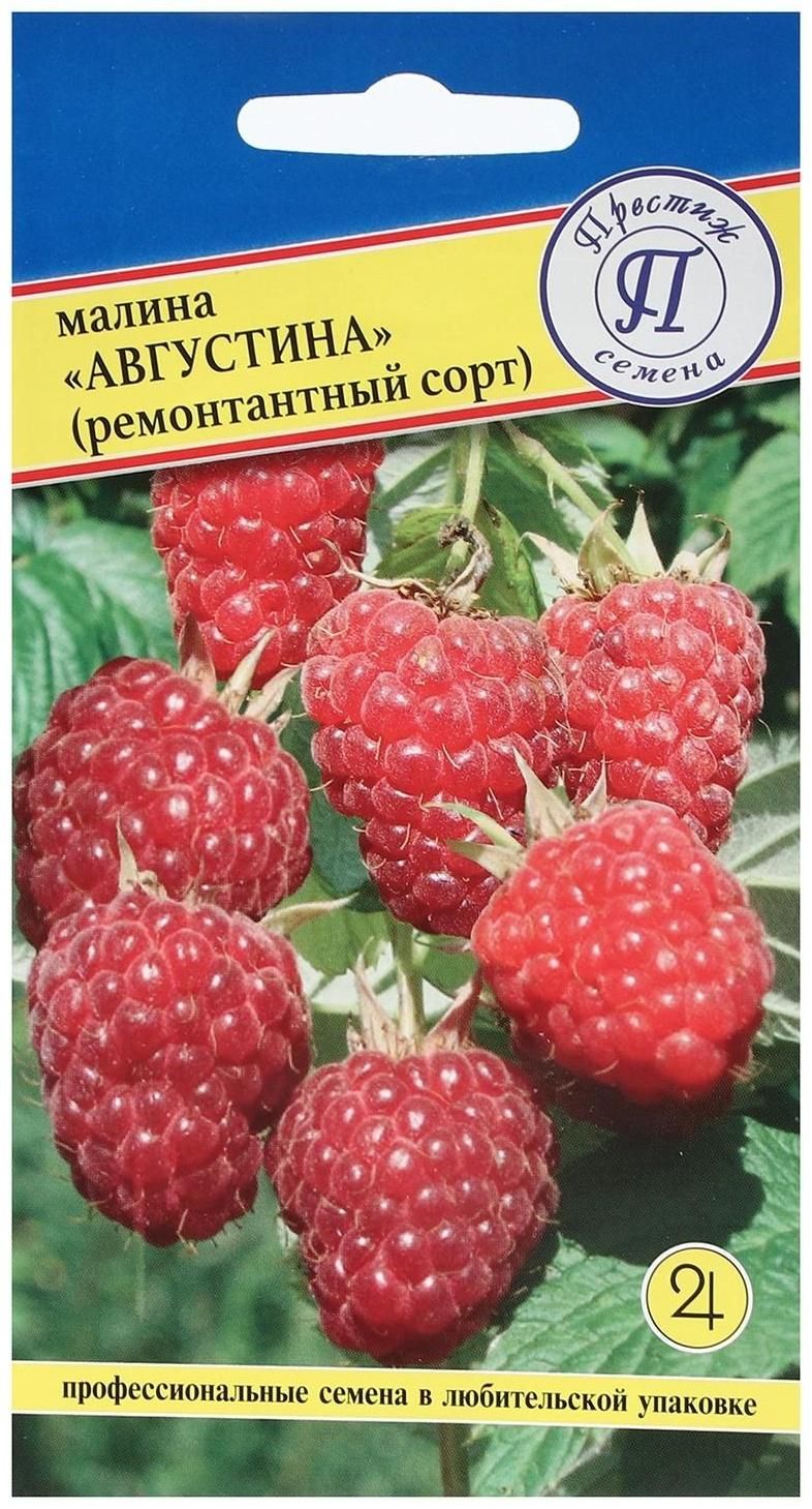 Купить малина августина ремонтантная 1-летка (горшок 5л) в Москве и МО с самовыв