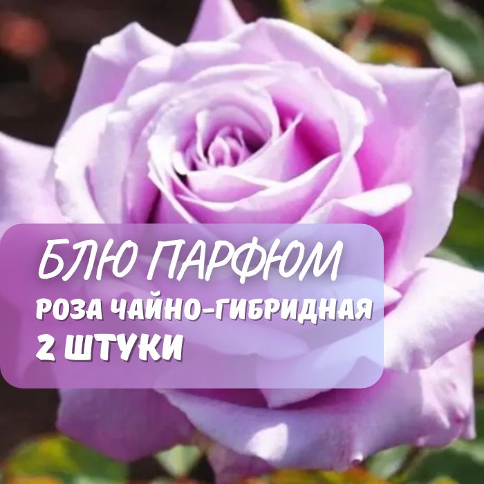 Роза чайно-гибридная Блю Парфюм 2 шт / саженец розы купить на OZON по низкой цене (1424258631)