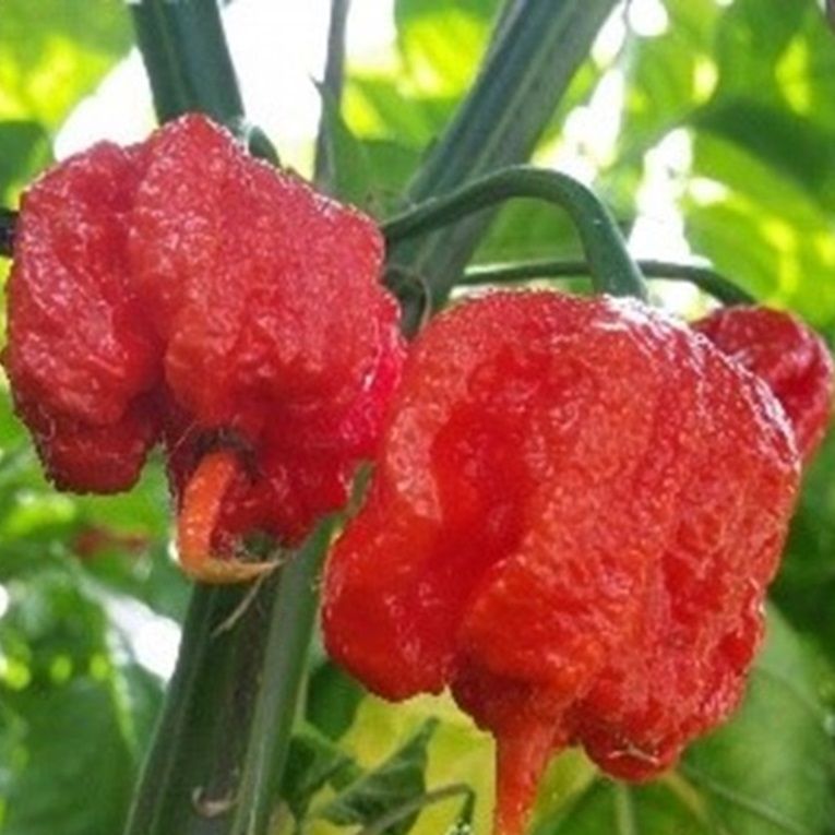 СеменаОстрыйперецCarolinaReaper(Каролинскийжнец),5семян+подарок