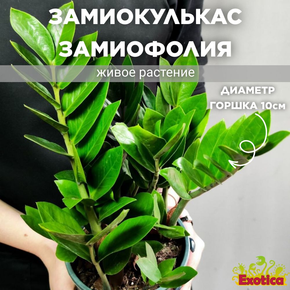 Замиокулькас Замиофолия (Zamioculcas Zamiifolia) D10см, Долларовое Дерево