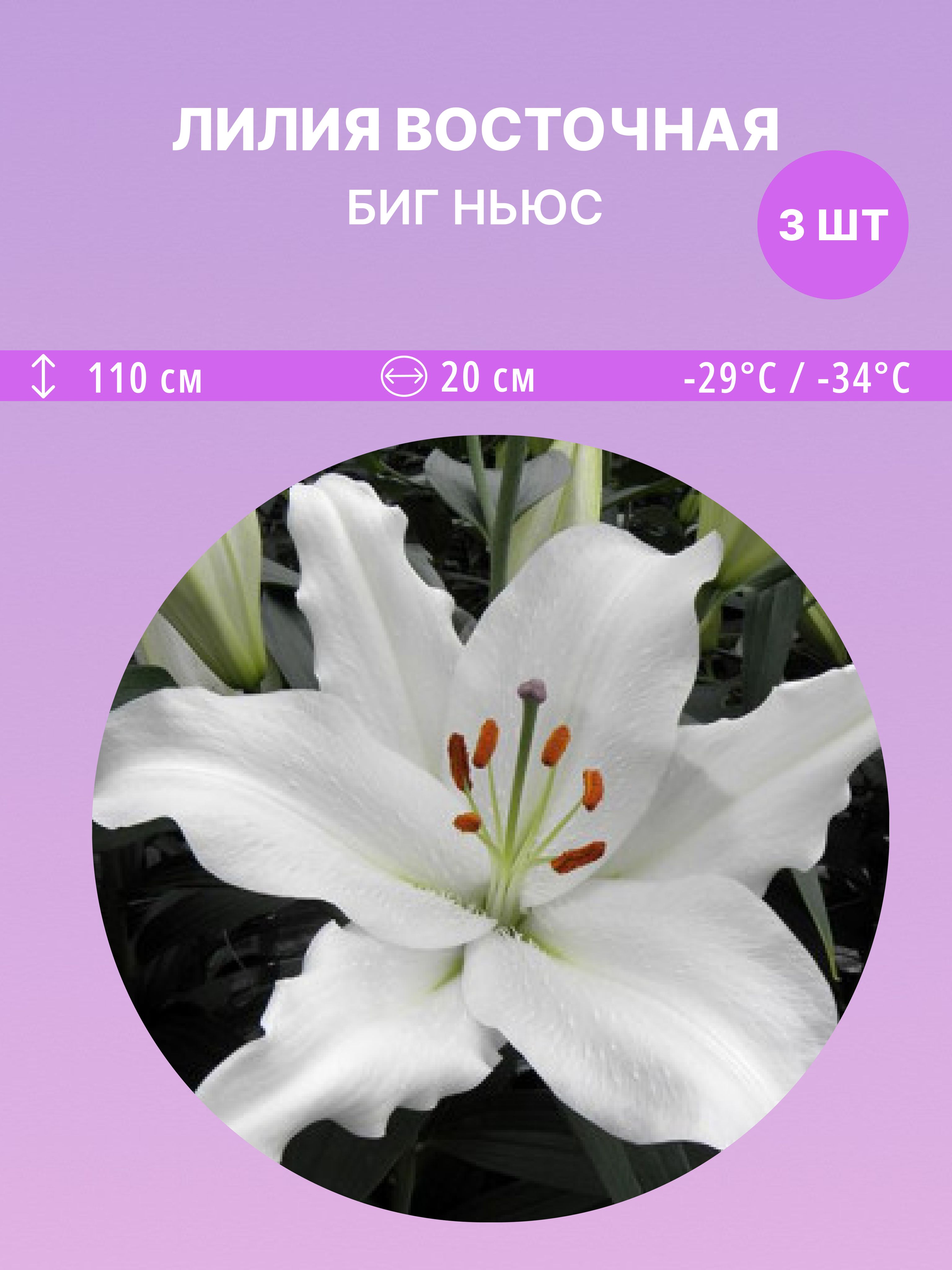 ЛилиявосточнаяБигНьюс,многолетниецветыдлясадаидачи3луковицы